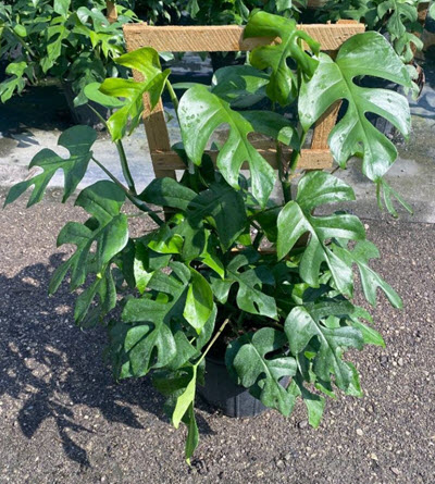 12" Monstera Minima Little Ginny Trellis